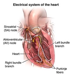 electrical system heart