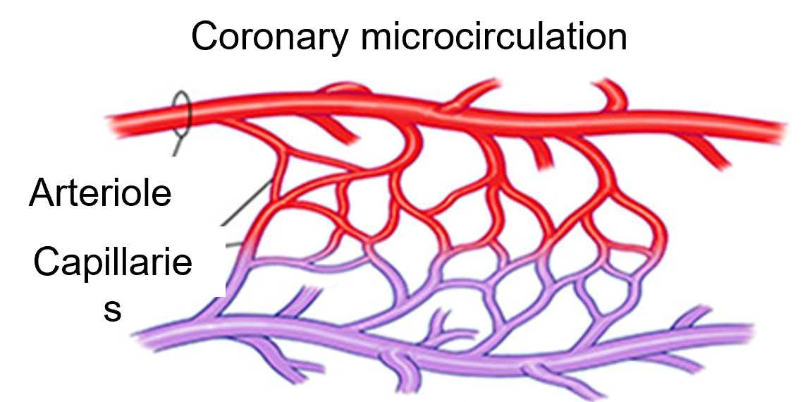 coronary microcirculatin M Kloosterman 2023